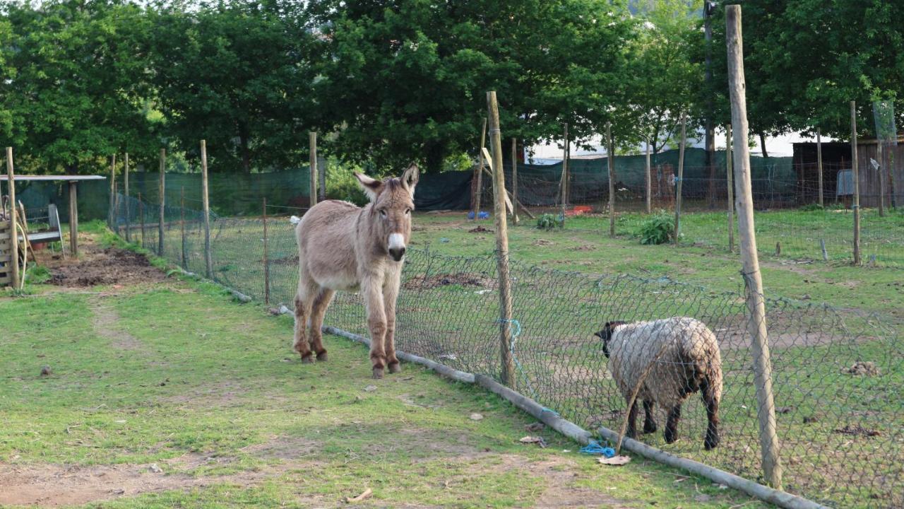 Quinta De Cima Gospodarstwo wiejskie